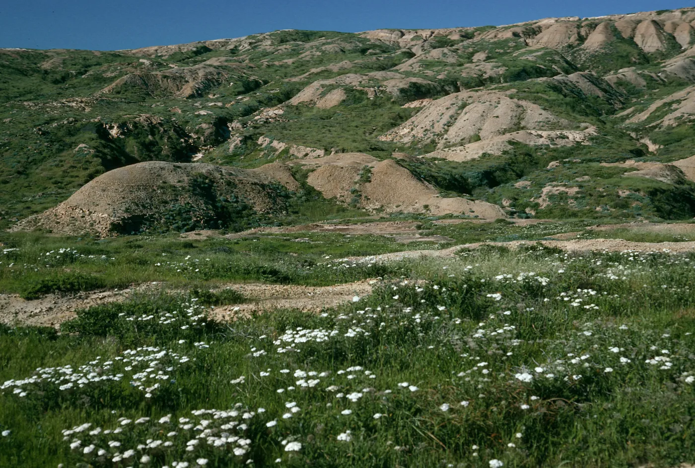 Achillea (yarrow), Upper Theodolite Road, San Nicolas Island