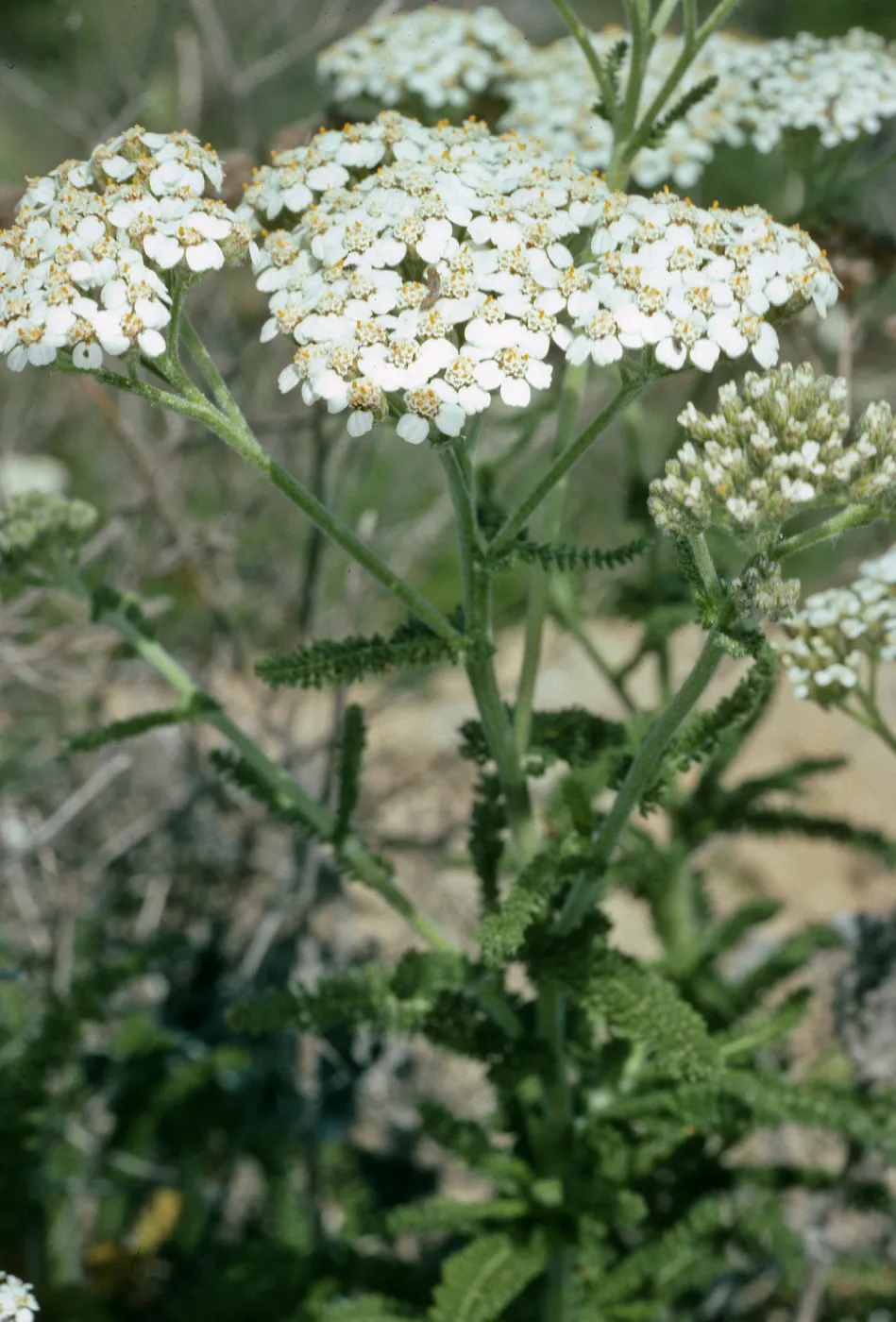 Achillea (yarrow), Northeast coastal flats, San Nicolas Island