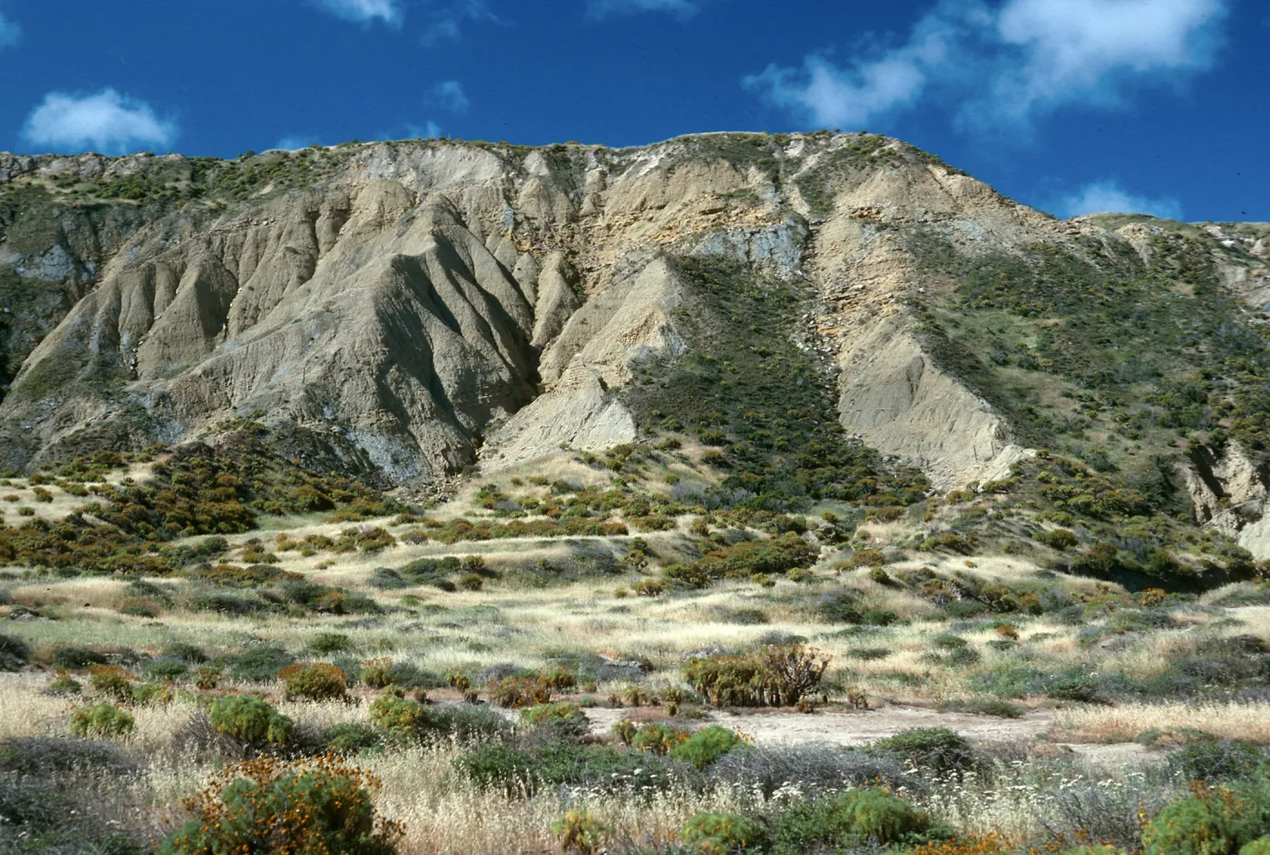 Slopes behind navfac, North Shore, San Nicolas Island