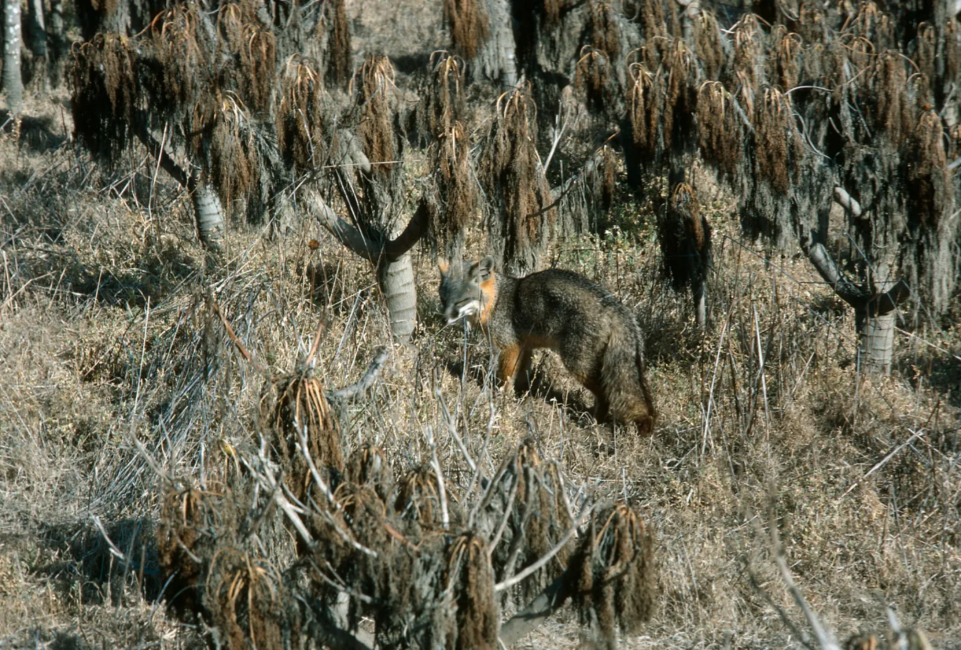 Fox, Southeast side of island, San Nicolas Island