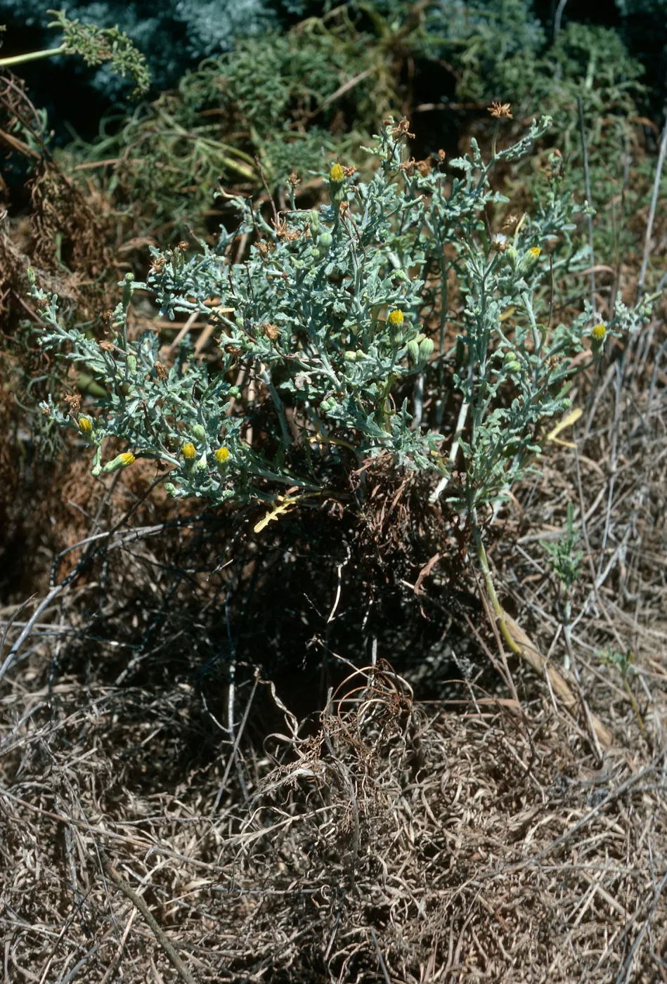 Malacothrix, East of Corral Harbor, San Nicolas Island
