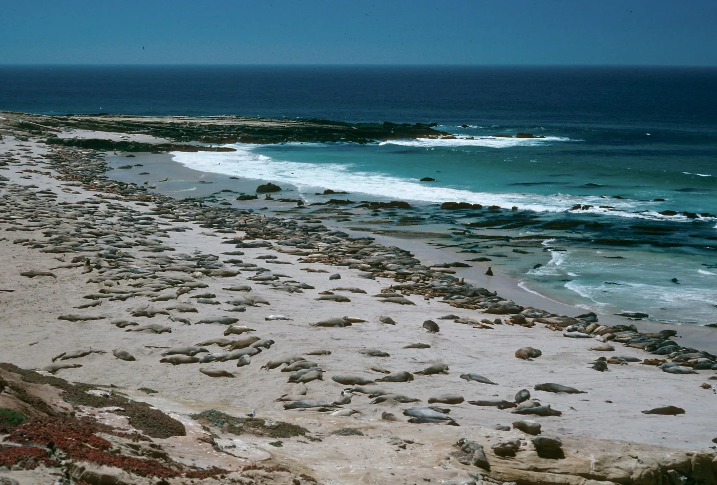 Pinnipeds, Southwest end, San Nicolas Island