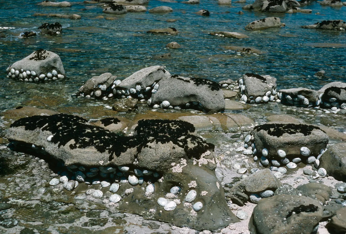 Abalone at low tide, West side Red Eye Beach, San Nicolas Island