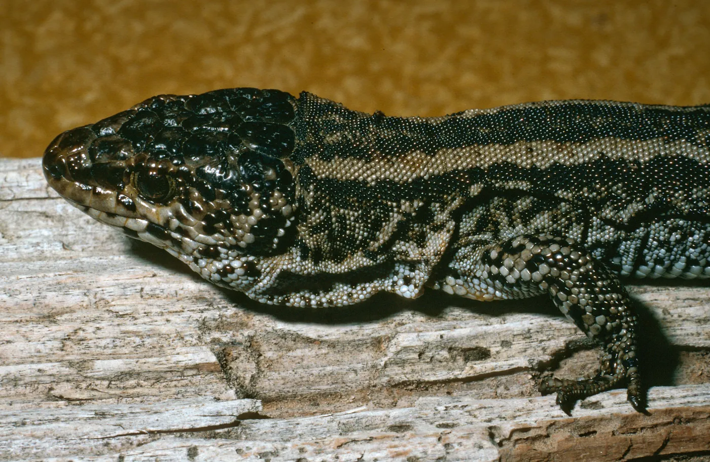 Night Lizard, San Nicholas Island