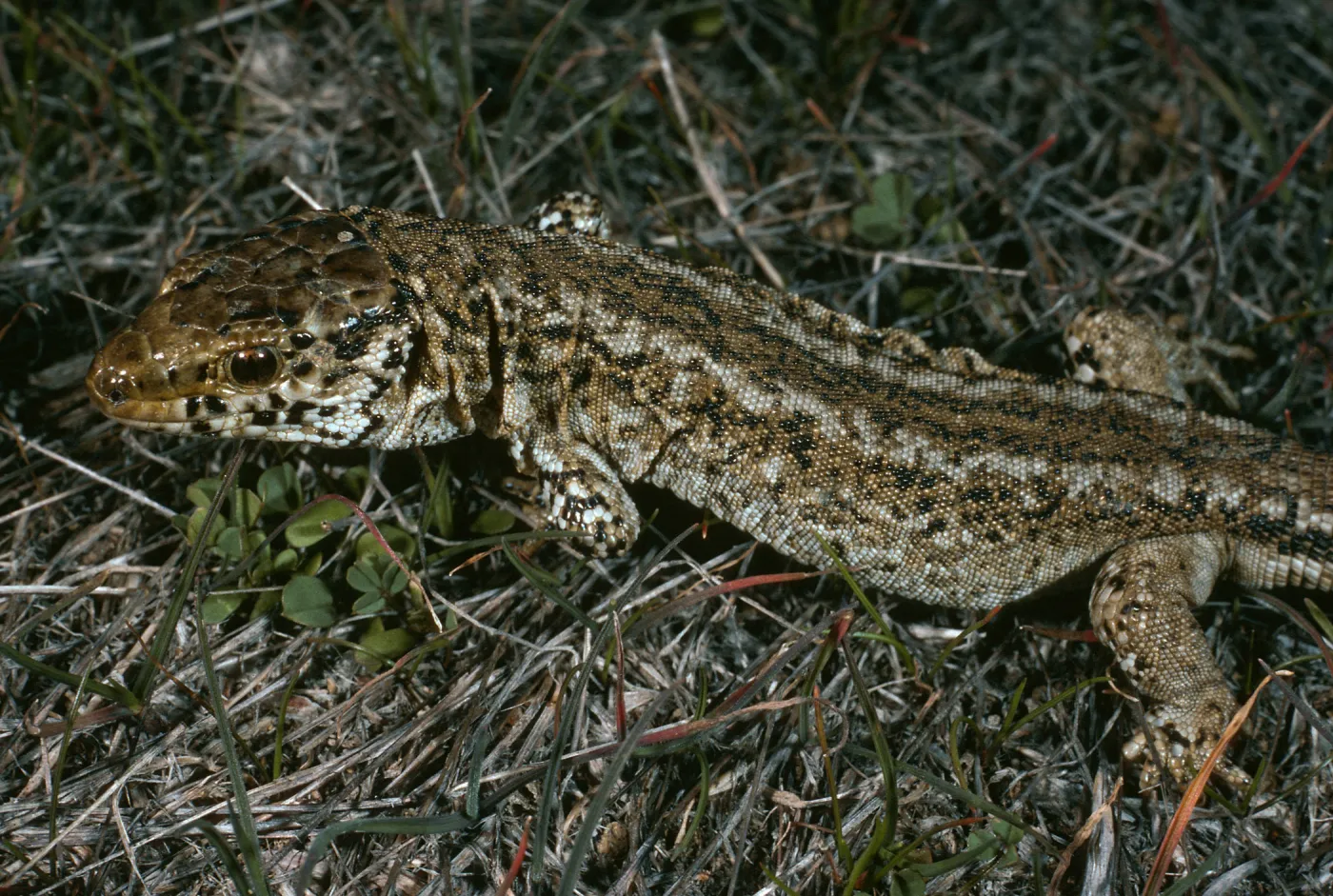 Night lizard, Building 112, San Nicholas Island