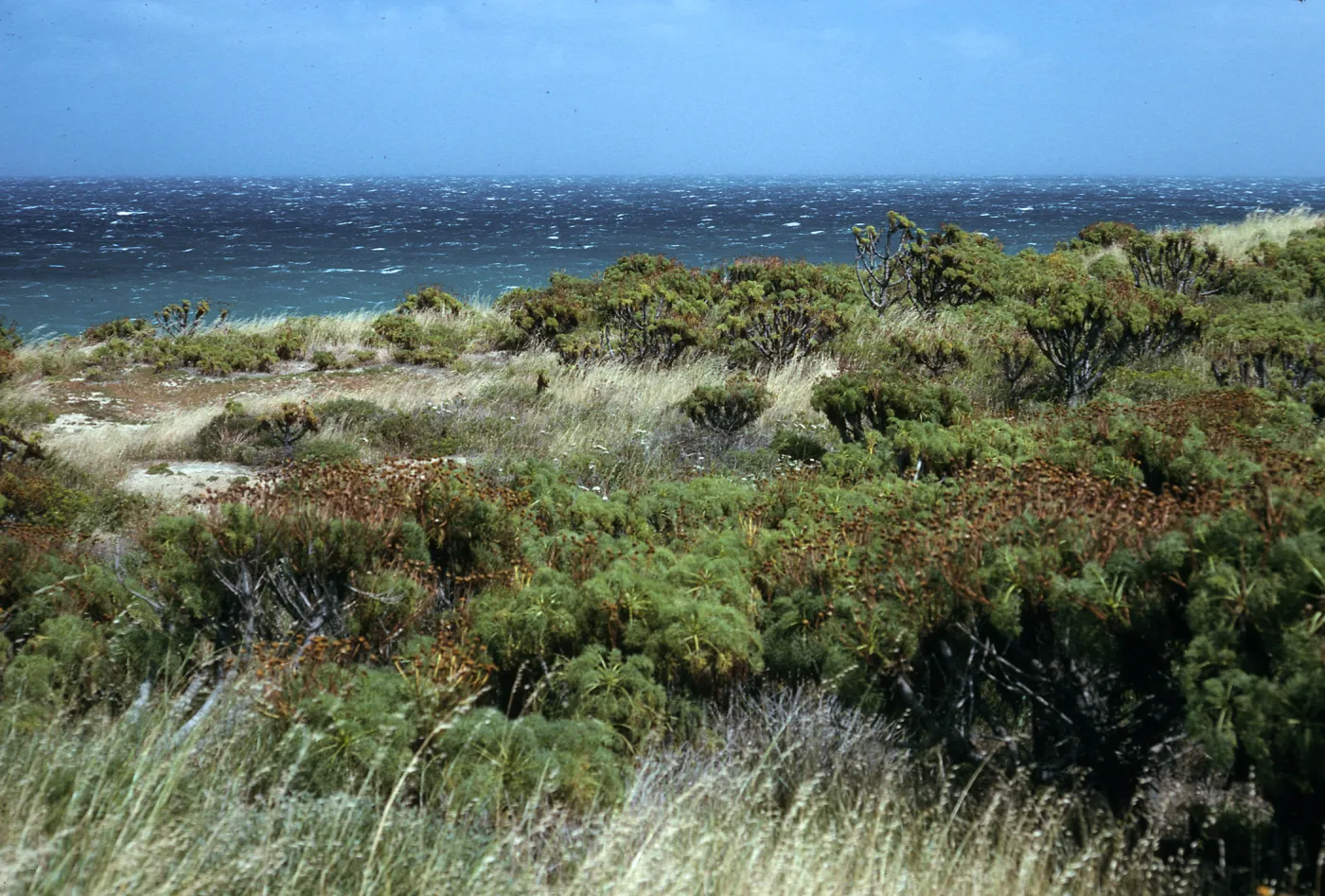 Coreopsis, Coastal flats east of Rock Jetty, San Nicholas Island