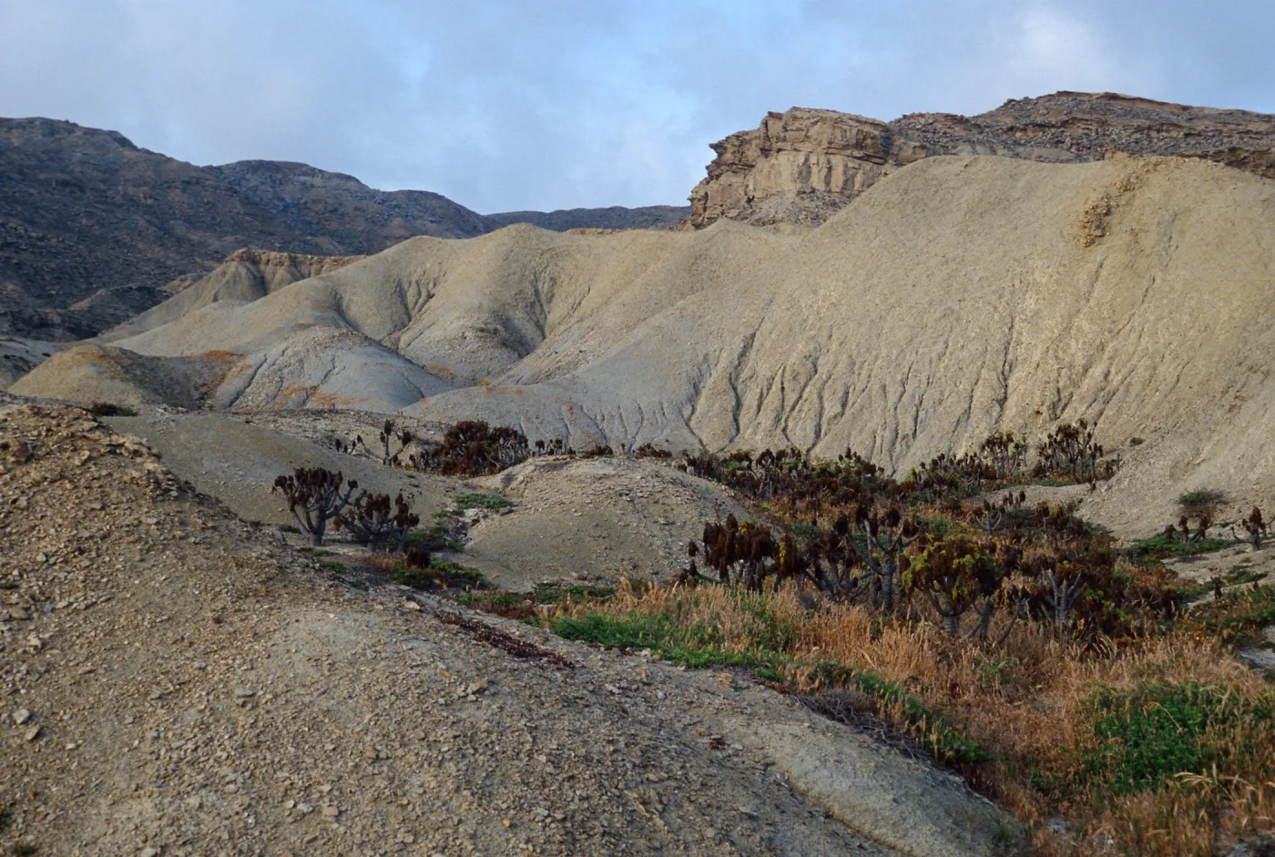 Coreopsis, Mouth of Twin Rivers, Coastal Hills, San Nicholas Island