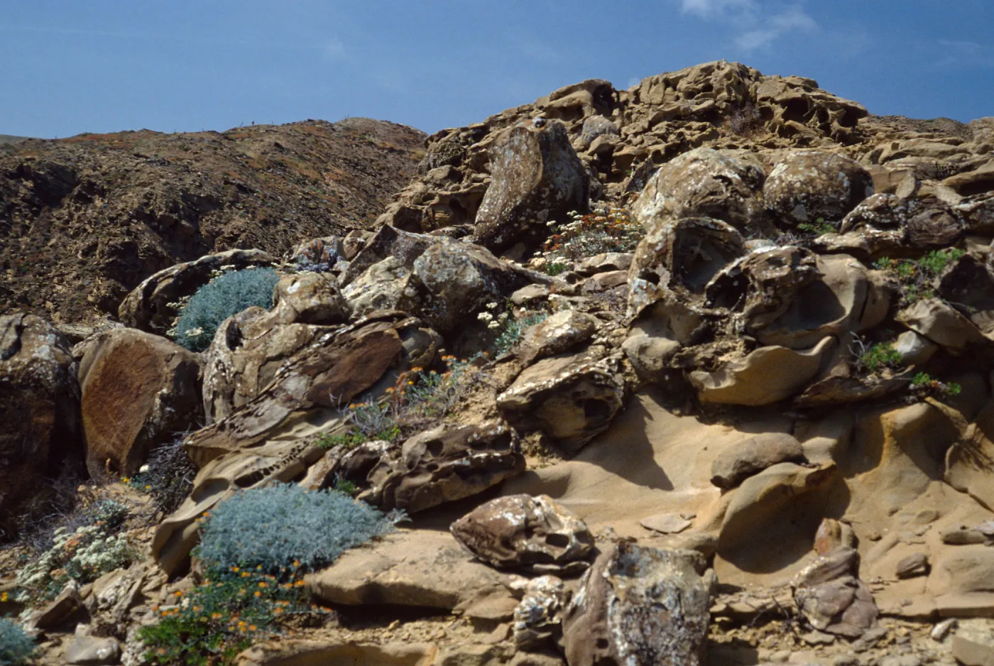 Sandstone, Ridge east of South Range, Marker Pole 7, San Nicholas Island