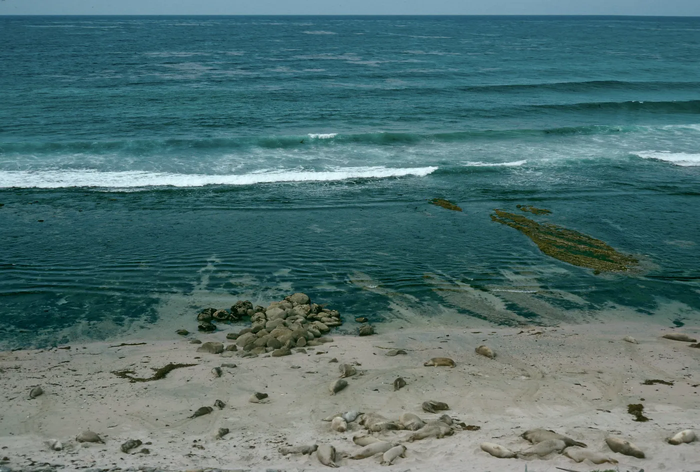Elephant seals, Red Eye Beach, San Nicholas Island