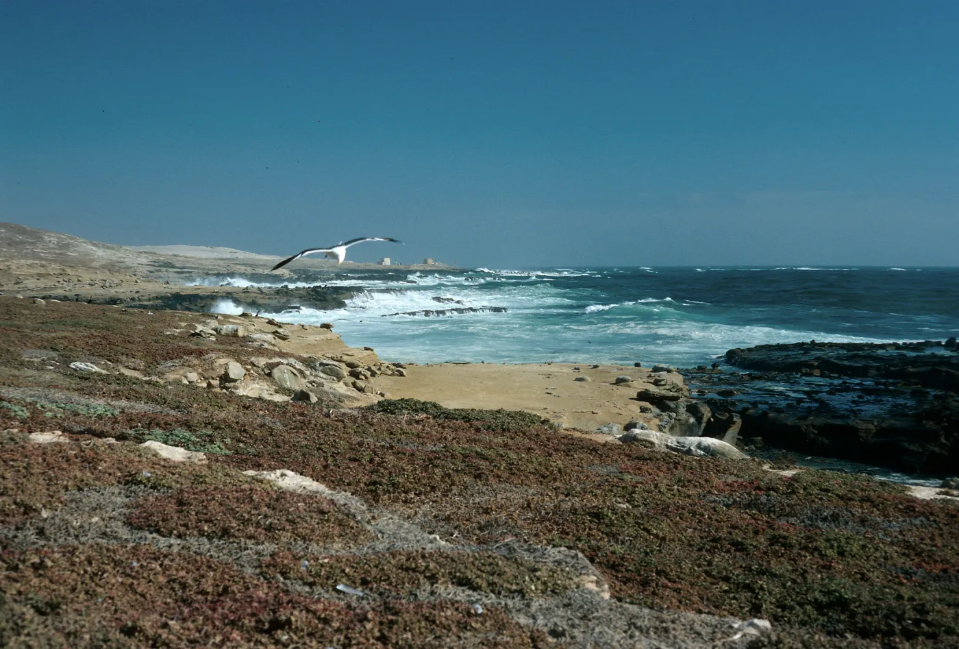 West end, Gull colony, San Nicolas Island