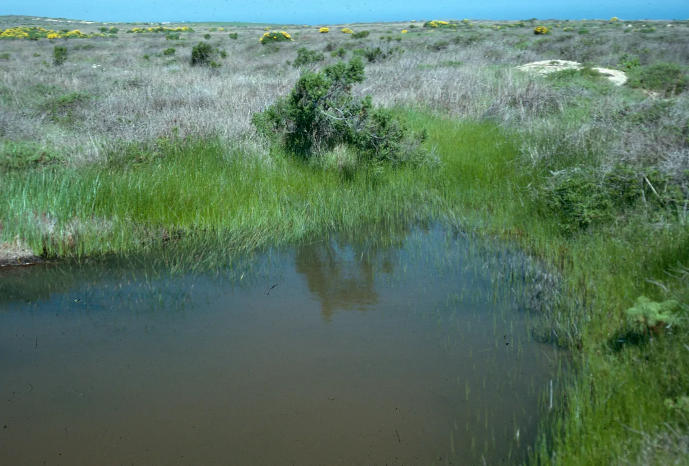 Vernal pool, Mesa, Just west of airfield, San Nicolas Island