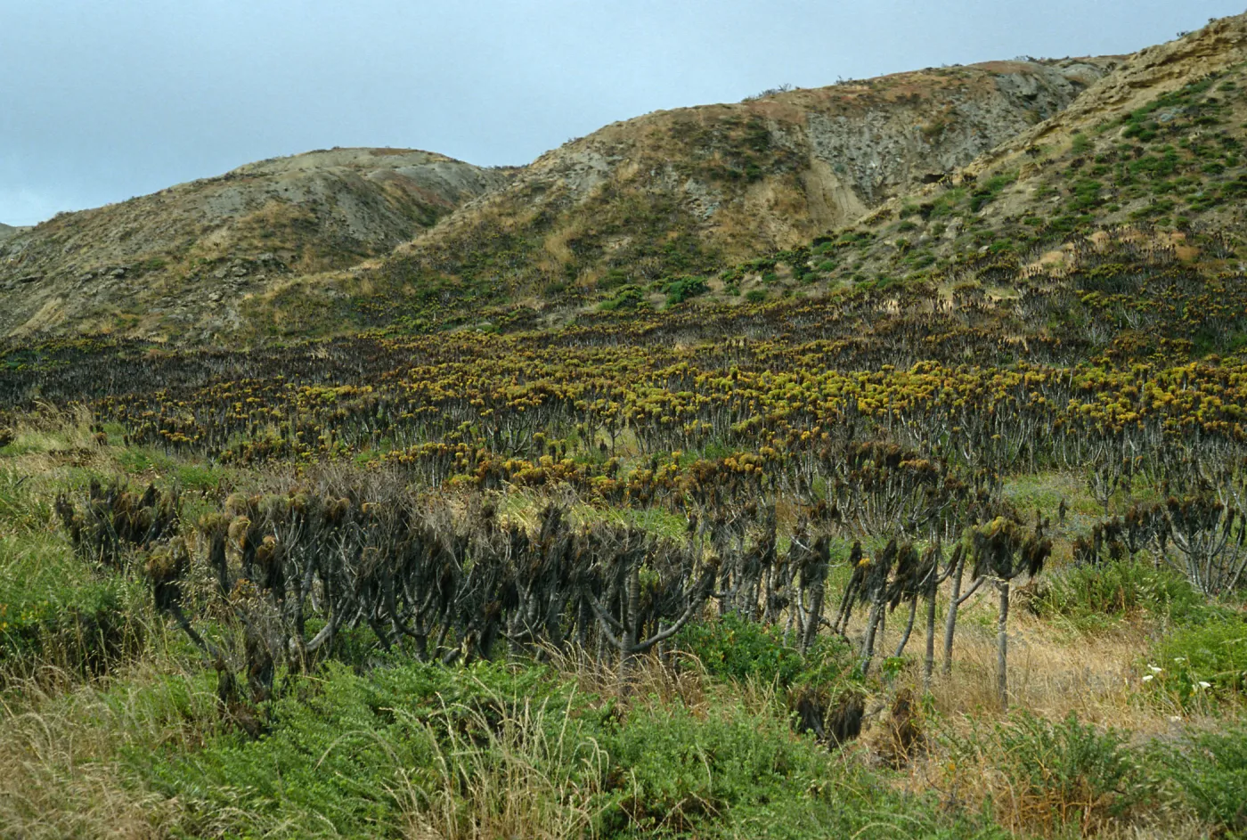 Coreopsis, Northeast coast near Rock Jetty, San Nicolas Island