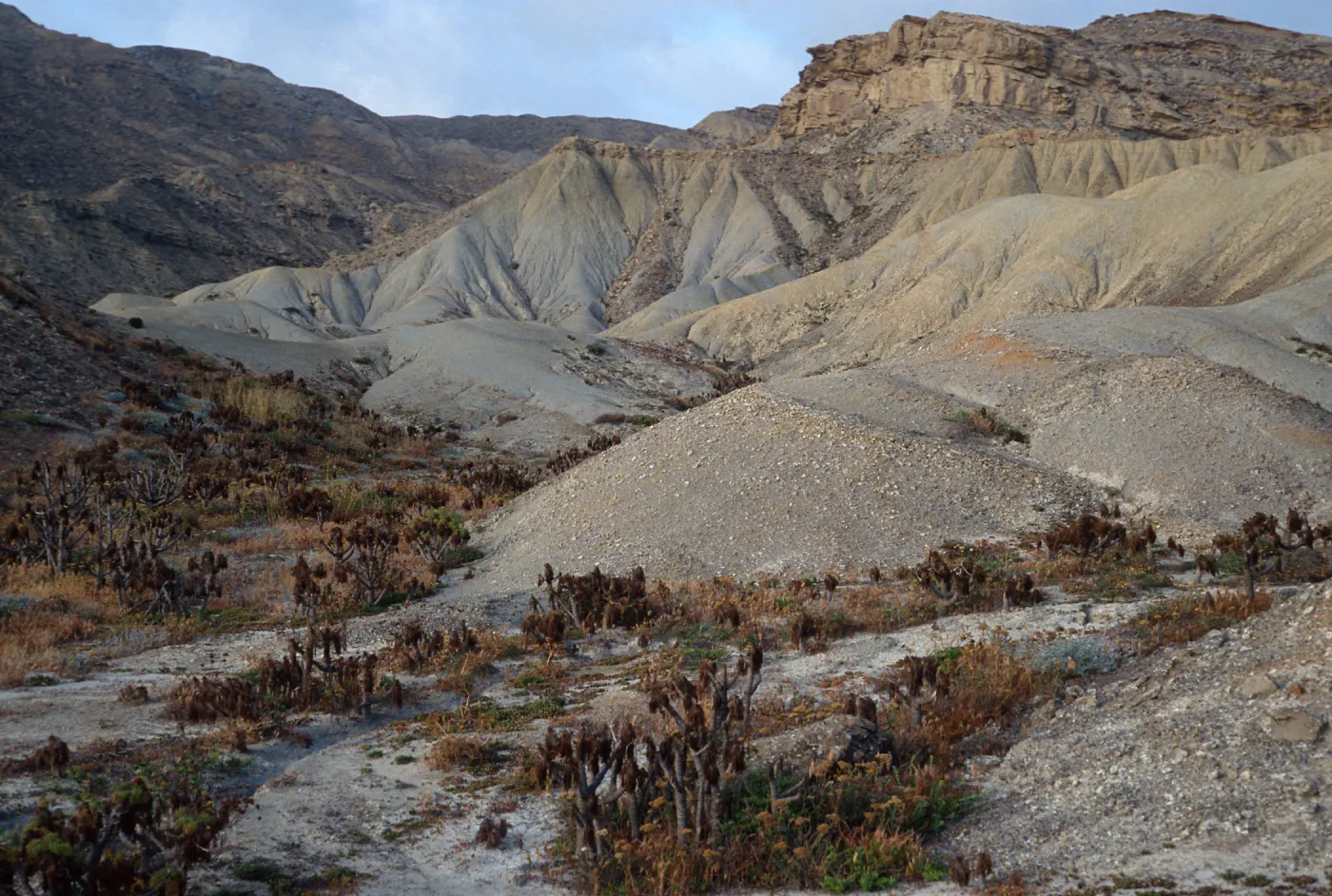 Coreopsis, Coastal Hills, Mouth of Twin Rivers, San Nicolas Island