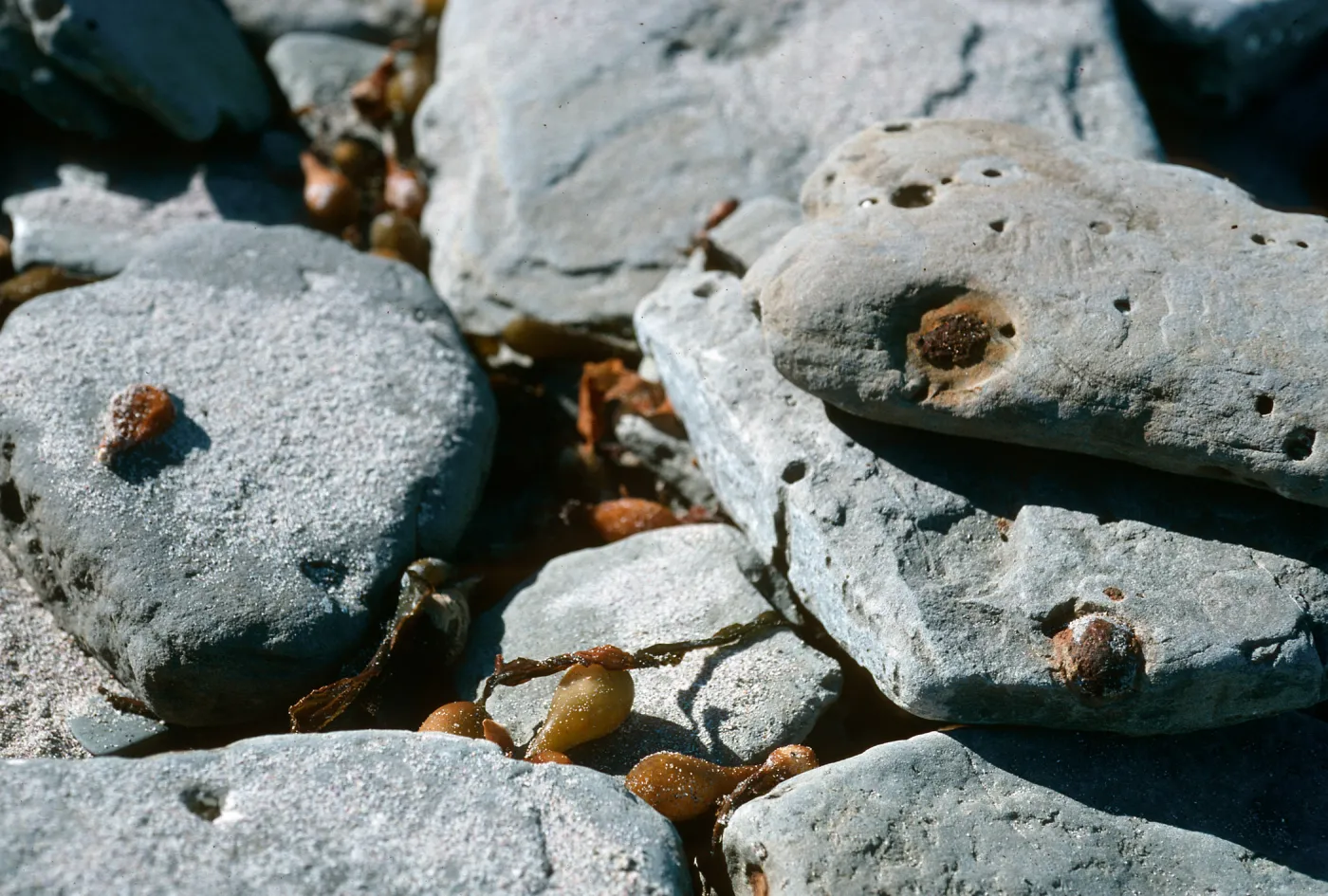 Magic stones eroding out of sandstone, Red Eye Beach, San Nicolas Island