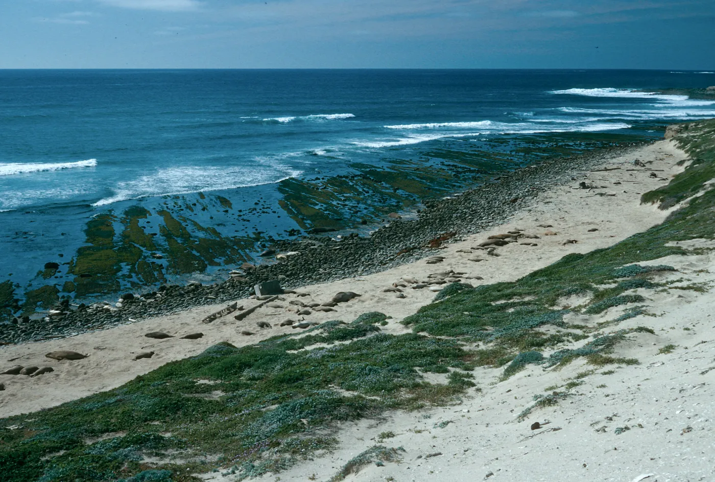 Elephant Seal Beach, East of Rock Crusher, San Nicolas Island