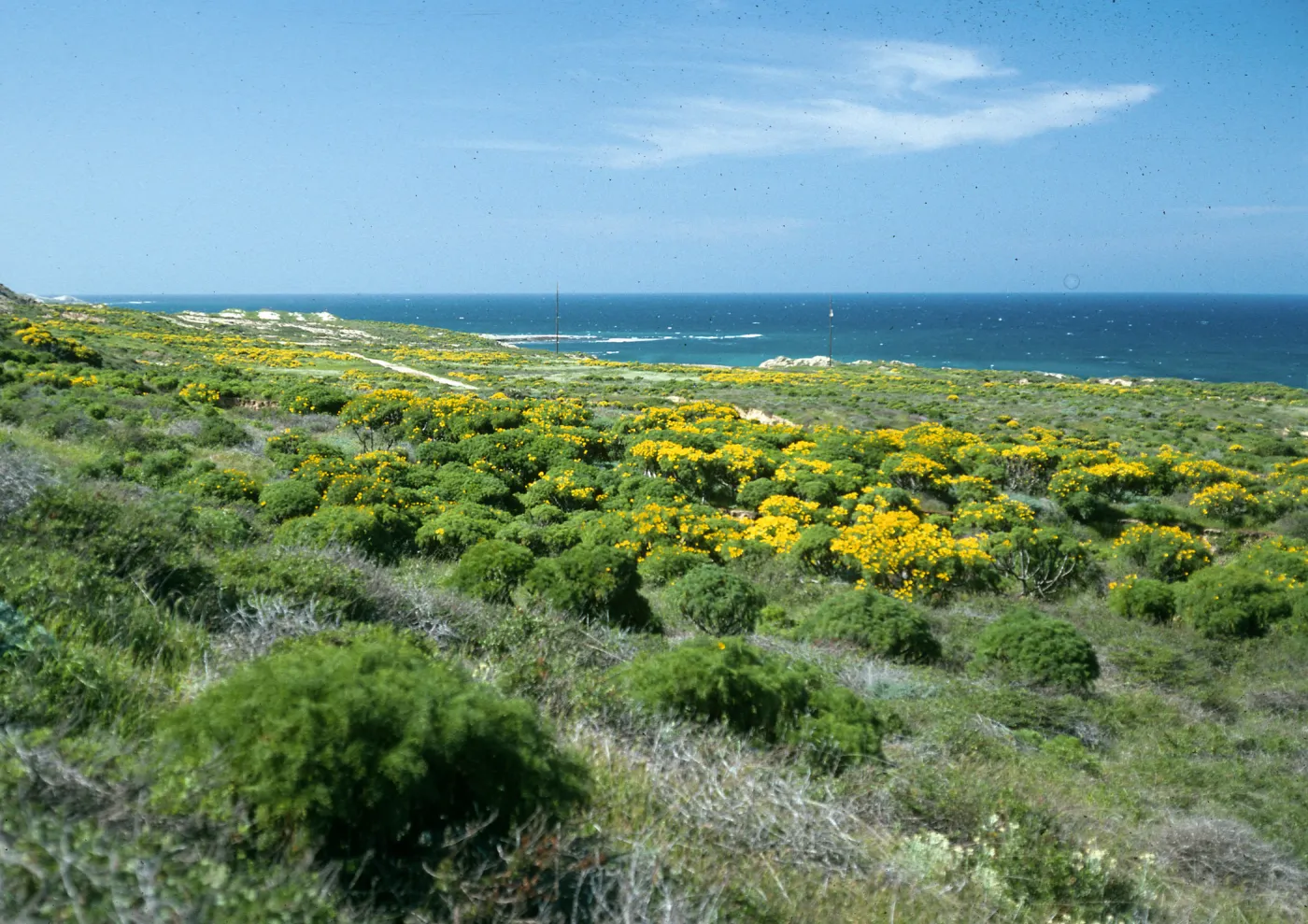 Coreopsis, Northeast flats, San Nicolas Island