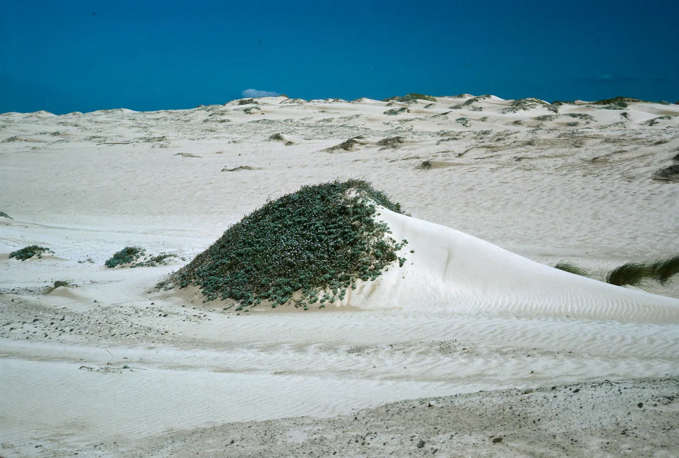 Dunes, West end, San Nicolas Island