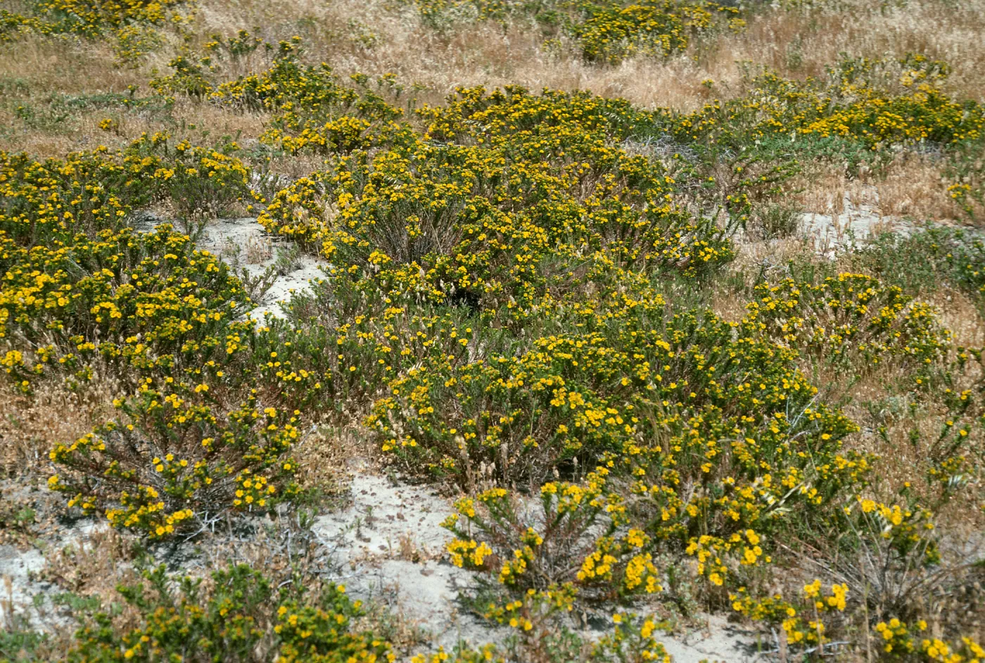 Hemizonia clementina, North side of airstrip, San Nicolas Island