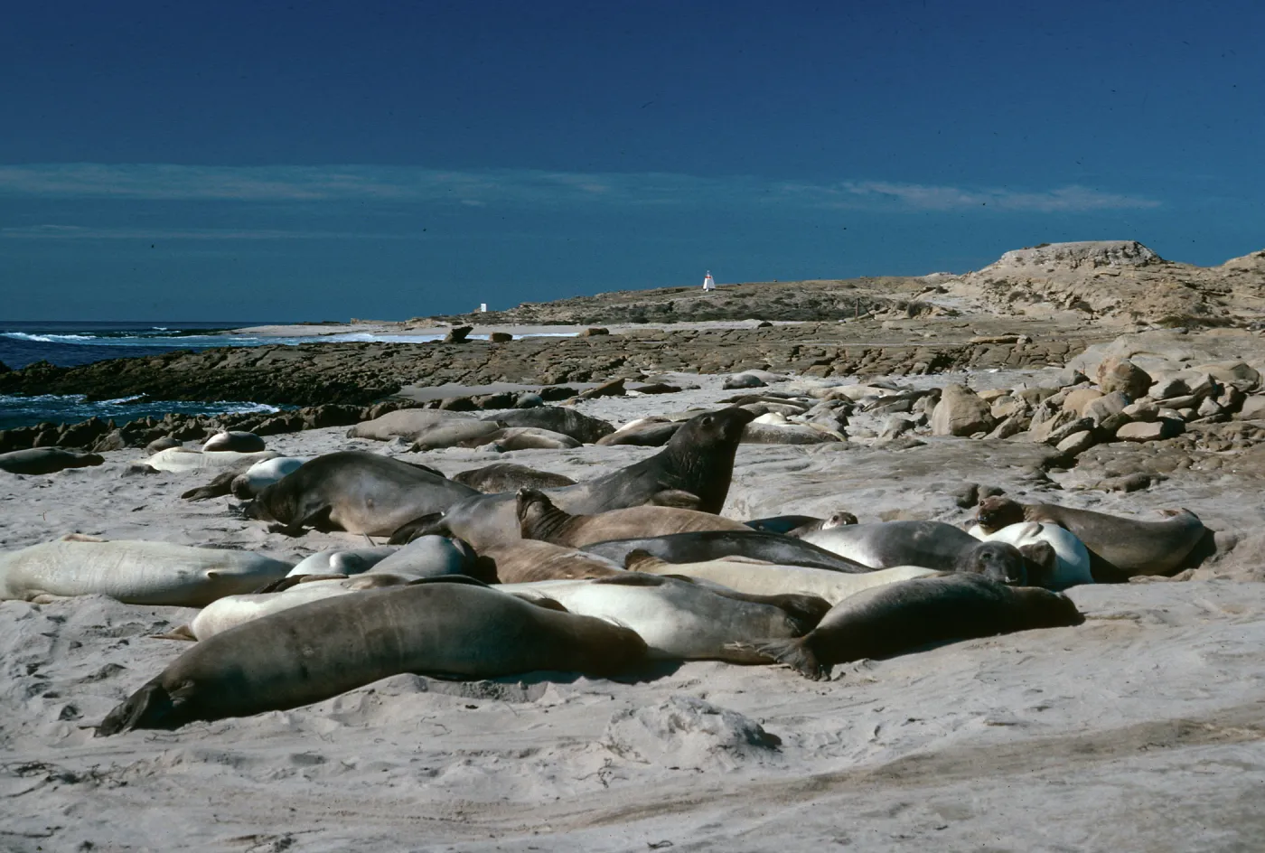 Elephant Seals, West of Daytona Beach, San Nicolas Island