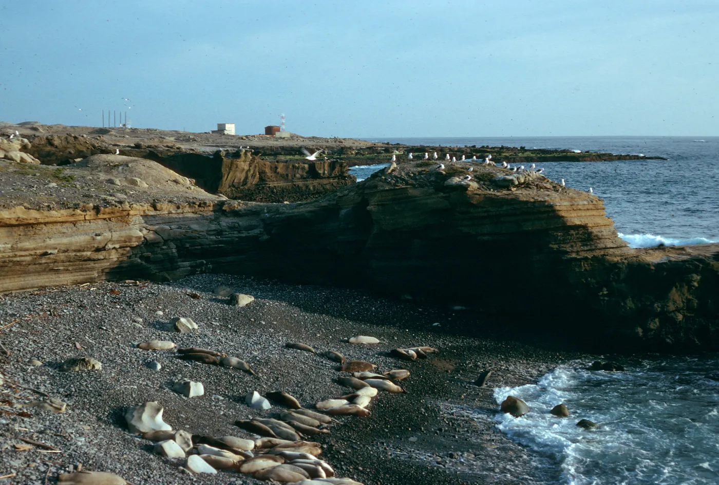 Elephant seals, West end Gull Colony, San Nicolas Island