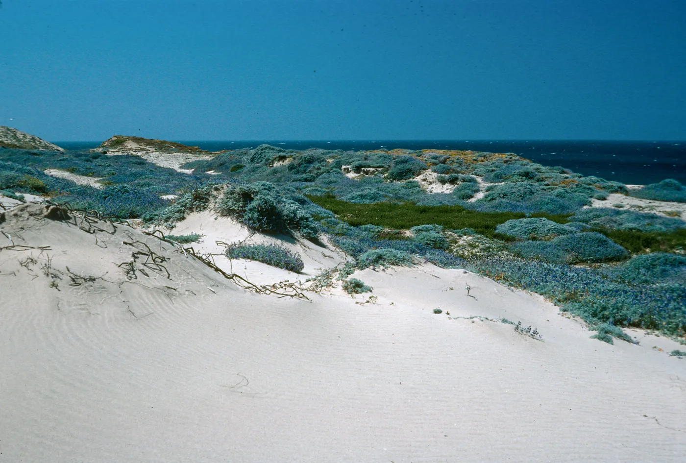 Near Corral Harbor, San Nicolas Island