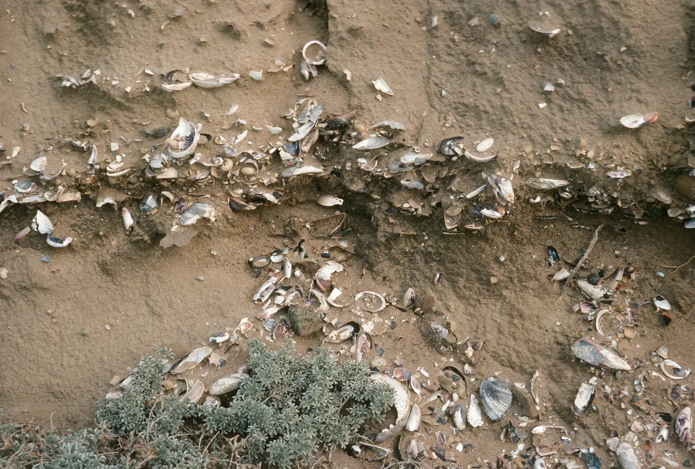 Midden, Base of Jackson Hill Road, South side, San Nicolas Island