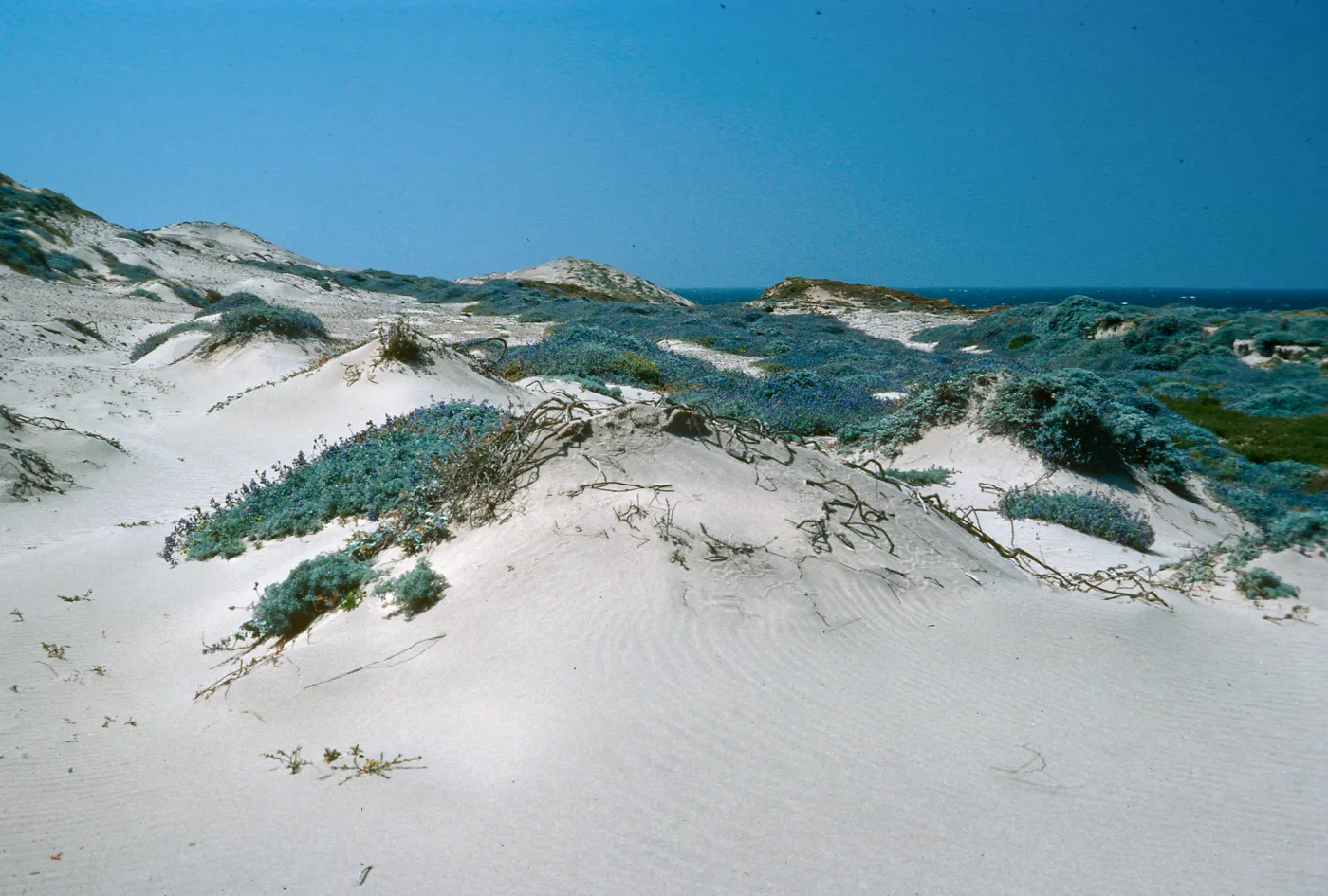 Near Corral Harbor, San Nicolas Island