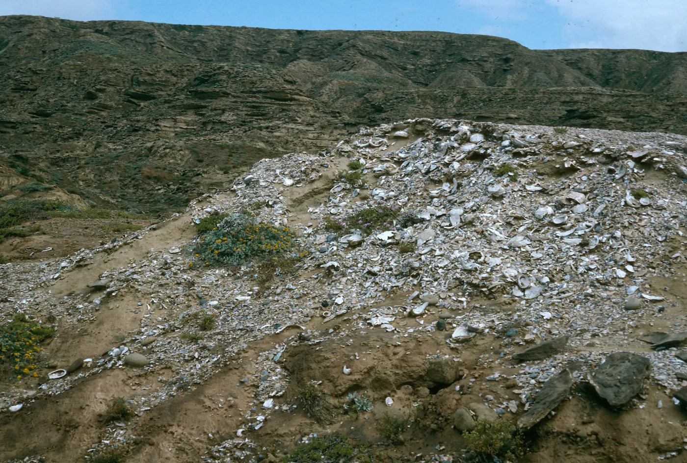 Midden, Above Daytona Beach, San Nicolas Island