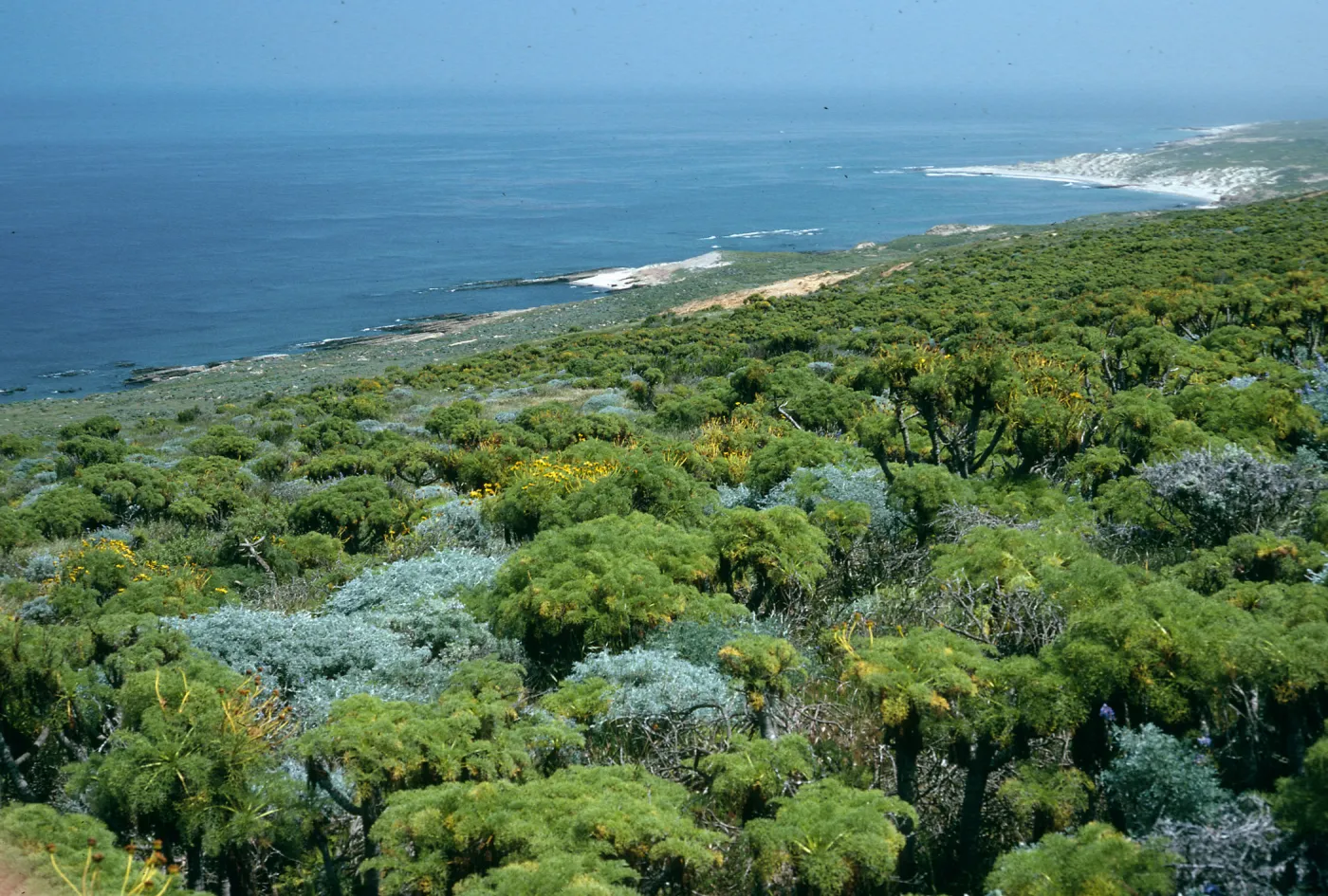 North Escarpment, Above Corral Harbor, San Nicolas Island
