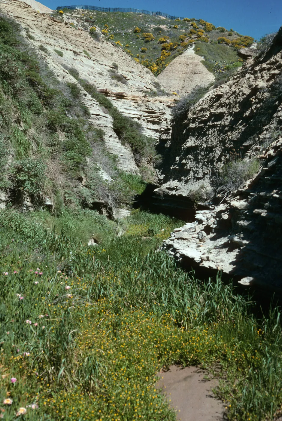 Cotula coronopifolia, Canyon by Dump, San Nicolas Island