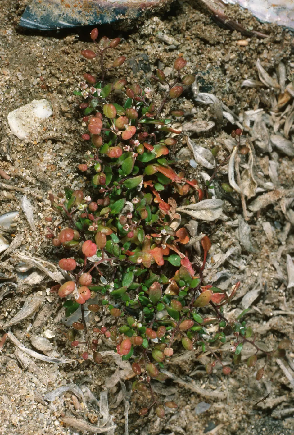 Hutchinsia procumbens, Red Eye Beach, San Nicolas Island
