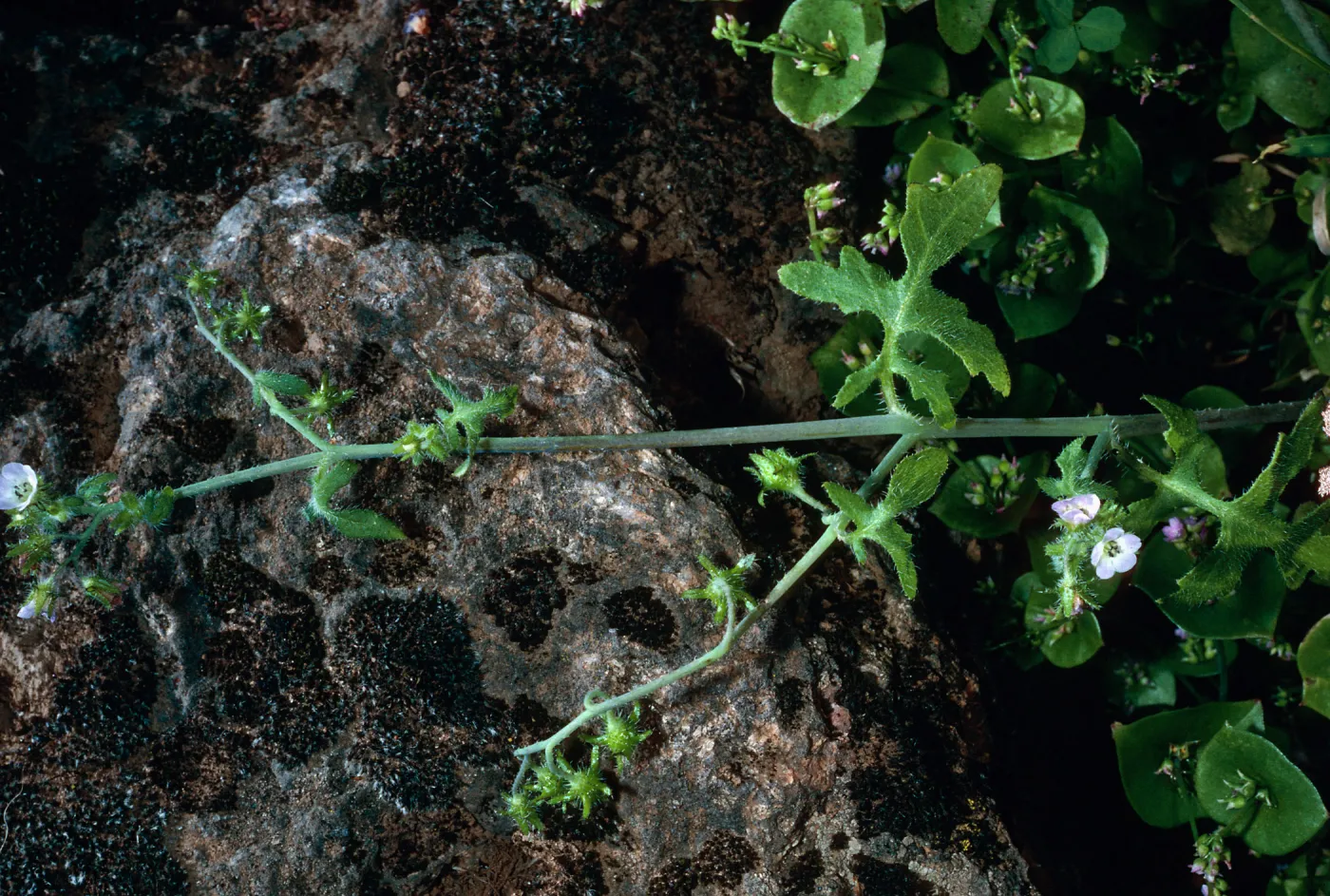 Pholistoma, near spring, Guadalupe Island