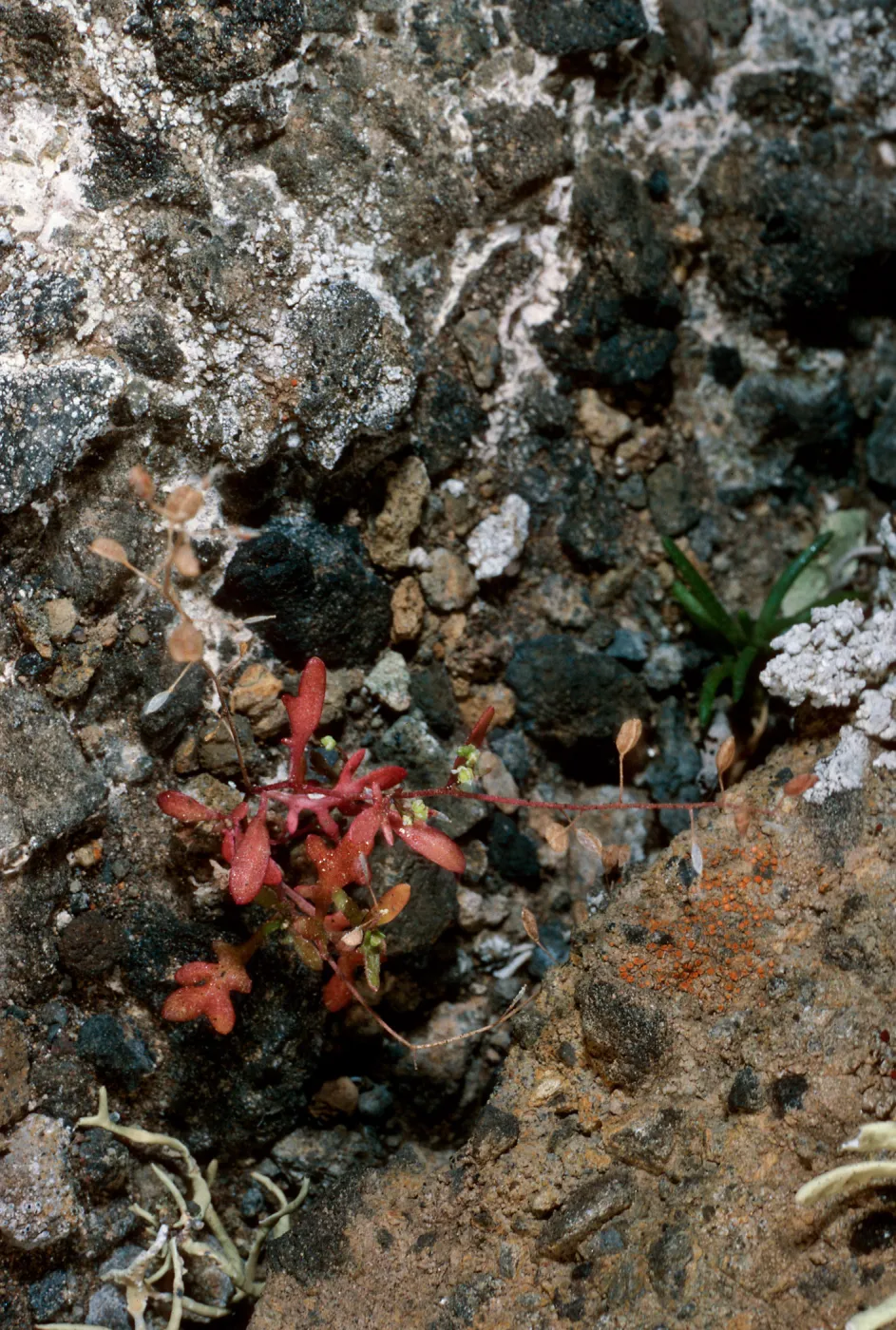 Hutchinsia, South Mesa, Guadalupe Island