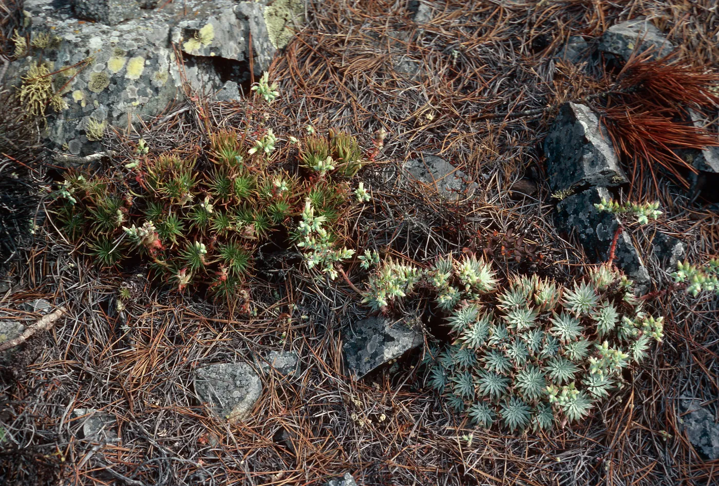 Dudleya (liveforevers), Cedros Island