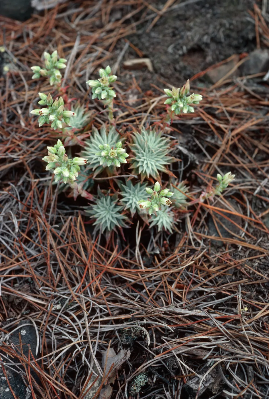 Dudleya (liveforevers), Cedros Island