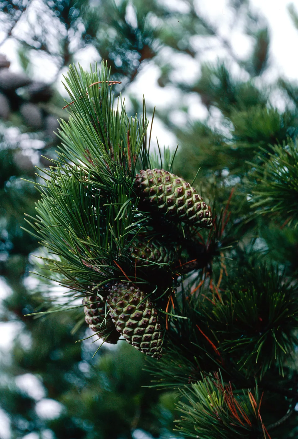 Pinus, Cedros Island