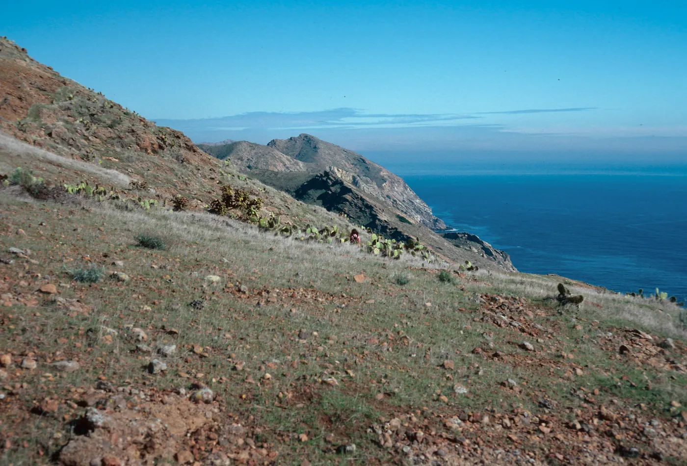 heavily-grazed hillside, just East of mouth of Laguna Canyon - looking East, Santa Cruz Island