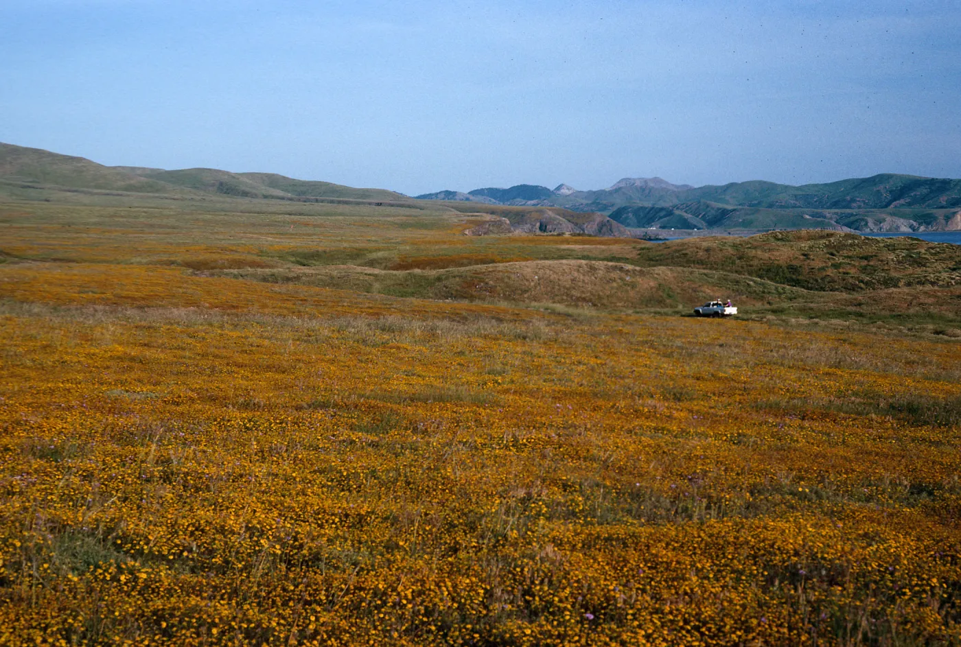 Lasthenia, East of Fraser Point, Santa Cruz Island