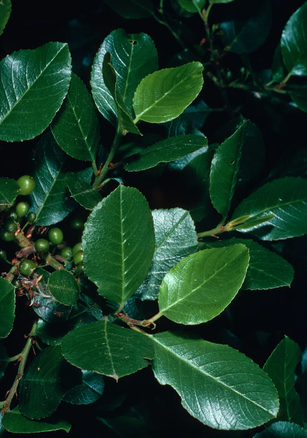 Rhamnus pirifolia, Cottonwood Canyon, Santa Cruz Island