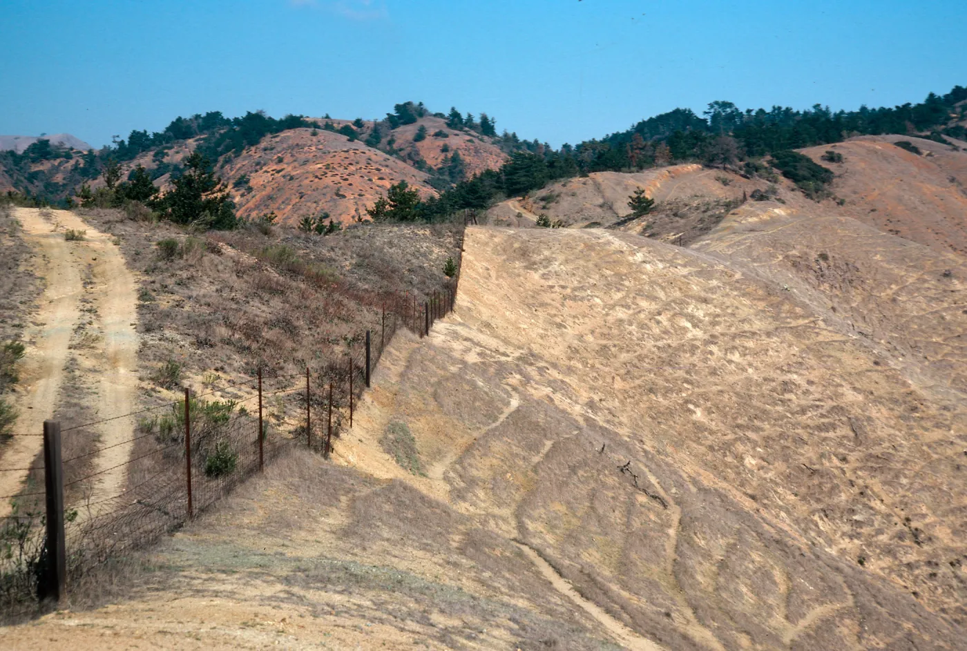 sheep damage, upper Laguna - upper Sauces Road, Santa Cruz Island