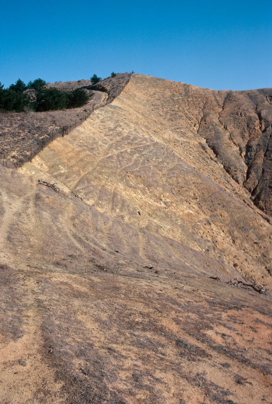 sheep damage, upper Laguna - upper Sauces Road - looking North, Santa Cruz Island