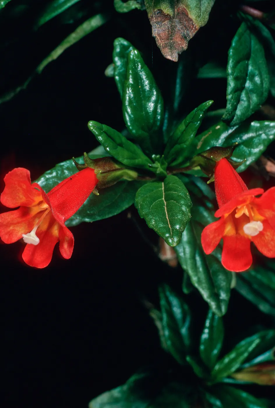 Mimulus flemingii, road from south ridge to airport, Santa Cruz Island