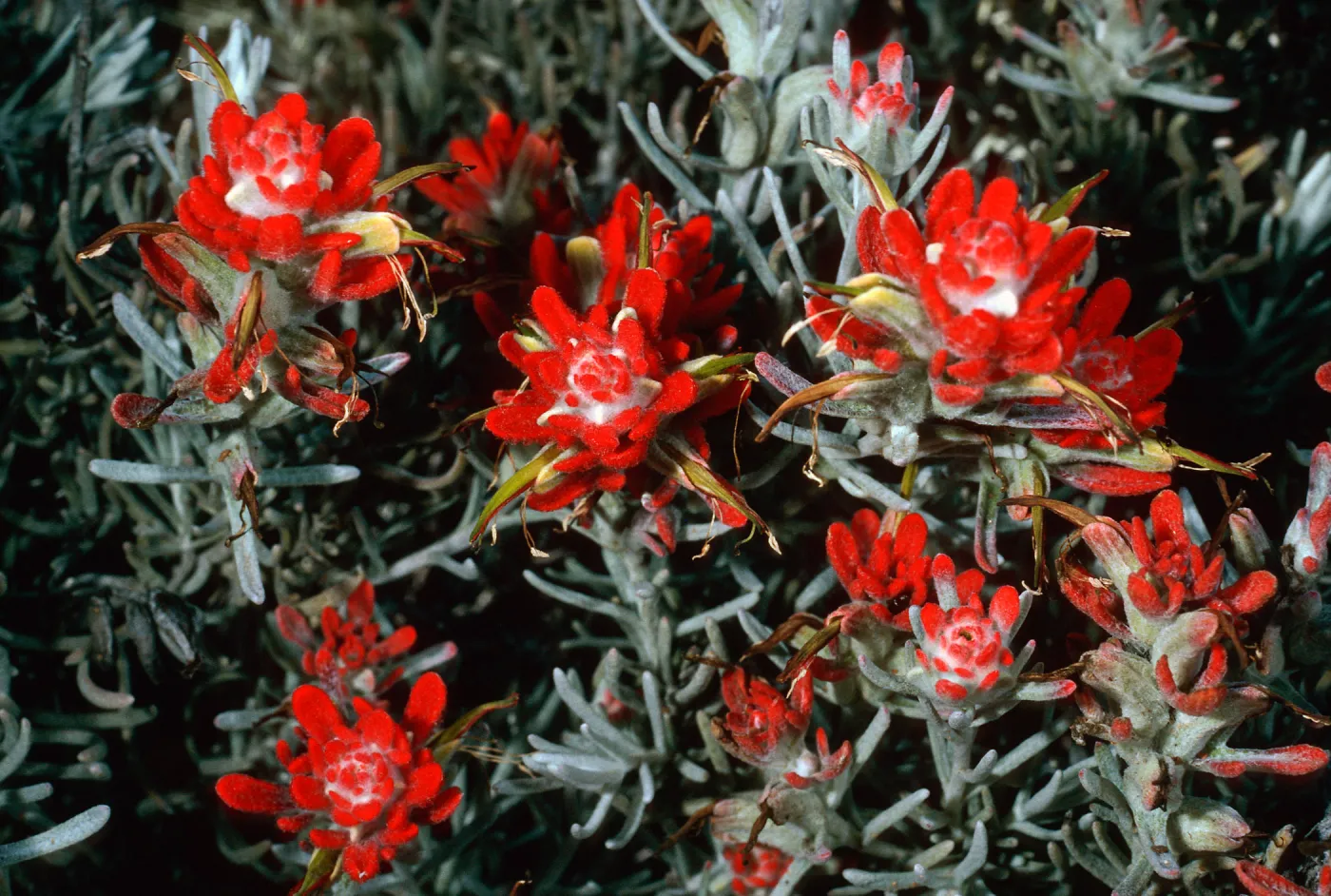 Castilleja hololeuca, SC-2198, Santa Cruz Island