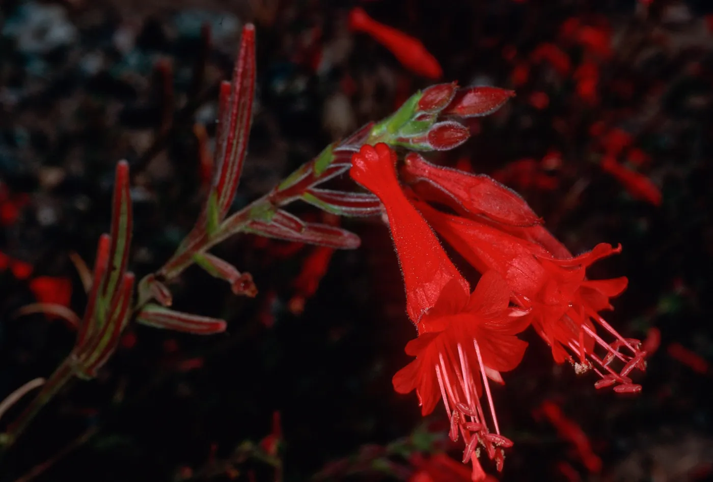 Zauschneria, Santa Cruz Island