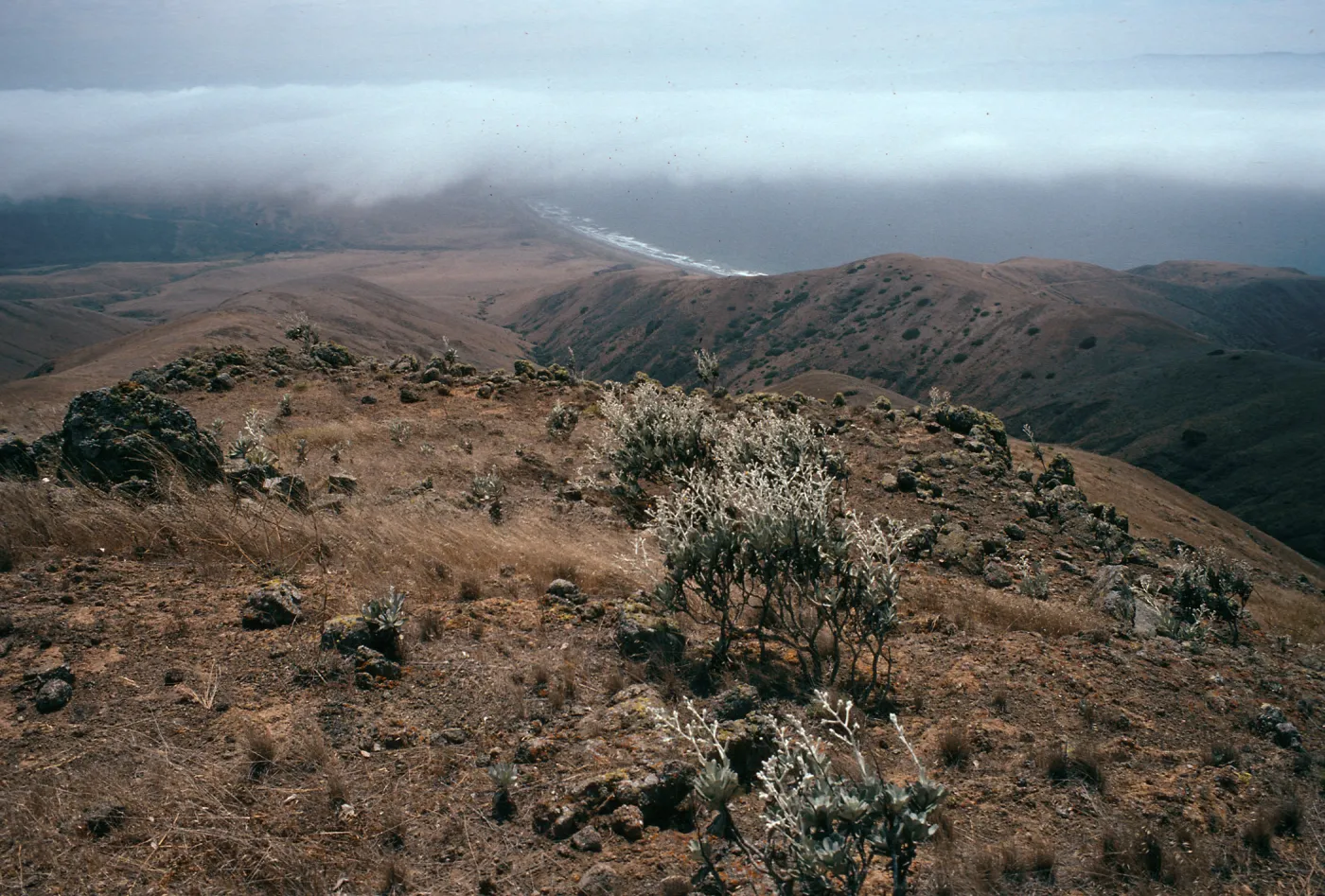Hazardia detonsa from North ridge, near Δ“John”, Christy barn & fog, Santa Cruz Island