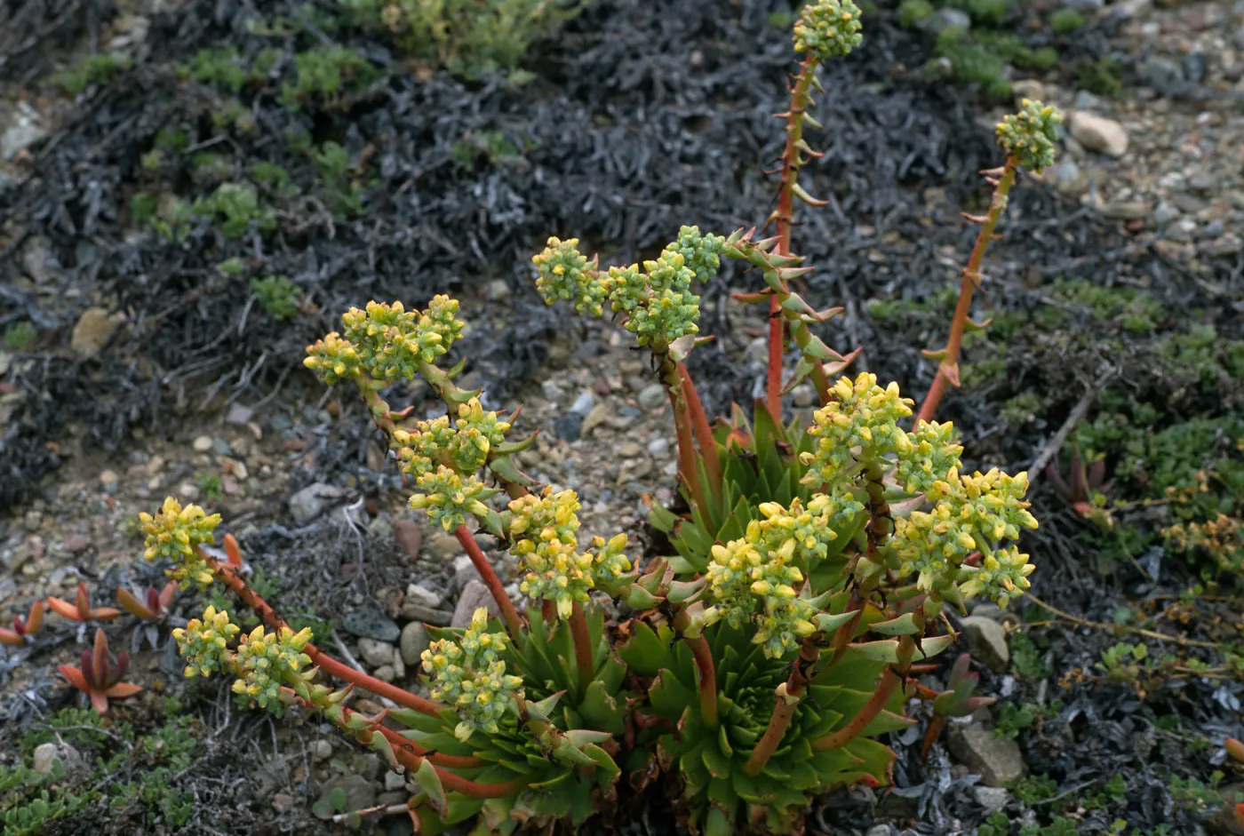Dudleya greenei, South end of Christy Beach, Santa Cruz Island