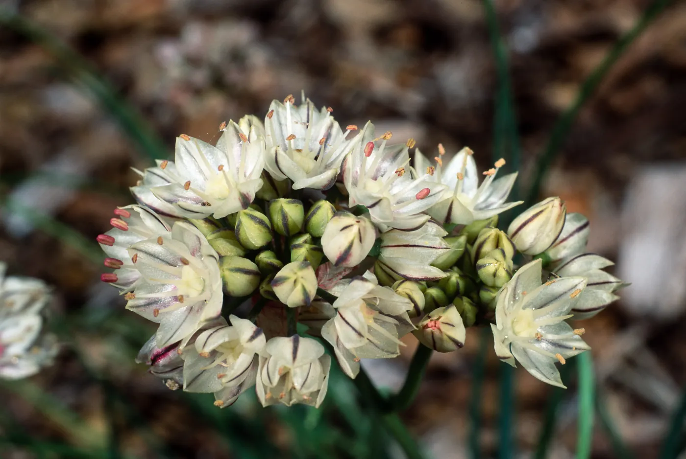 Allium, Santa Barbara Botanic Garden