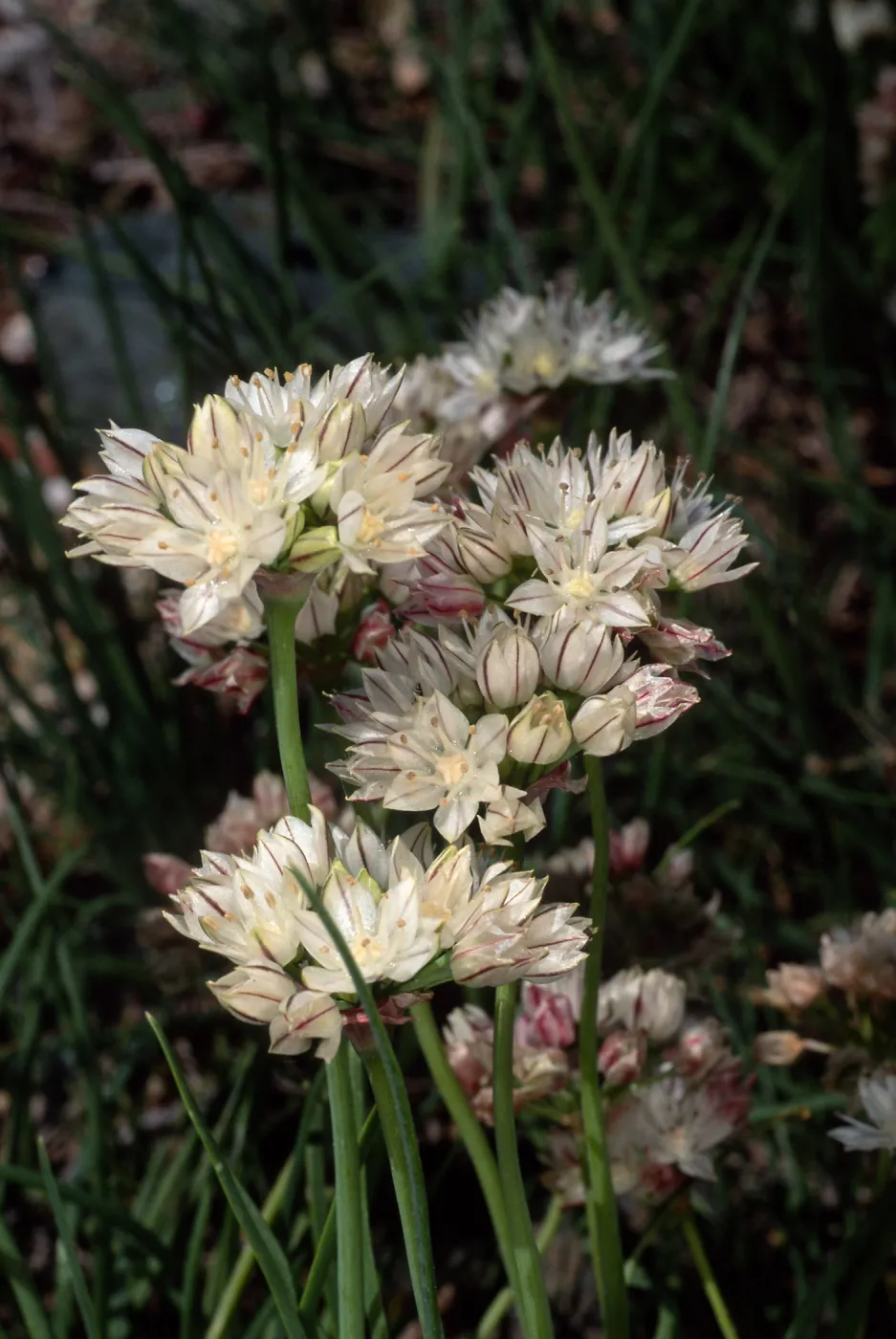 Allium, Santa Barbara Botanic Garden