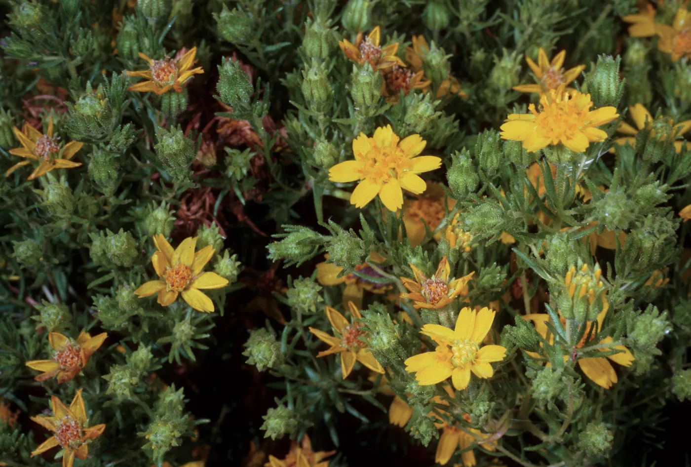 Hemizonia greeneana, Island Section, Santa Barbara Botanic Garden
