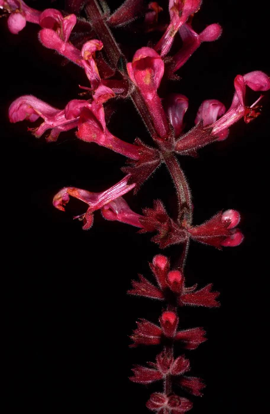 Stachys chamissonis